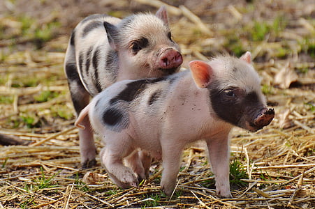 piglet, wildpark poing, young animals, pig, small, funny, cute