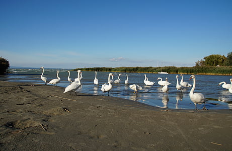 cisnes, Balaton, Lago, Covey, ave aquática, Cisne, pássaro