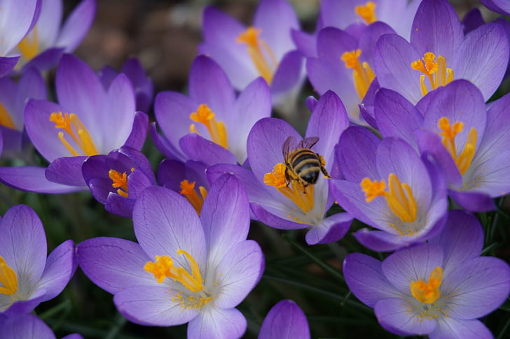 flowers, nature, close, purple flower, crocus, crocus flowers, spring