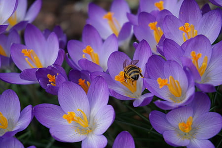 kukat, Luonto, Sulje, violetti kukka, Crocus, Crocus kukkia, kevään