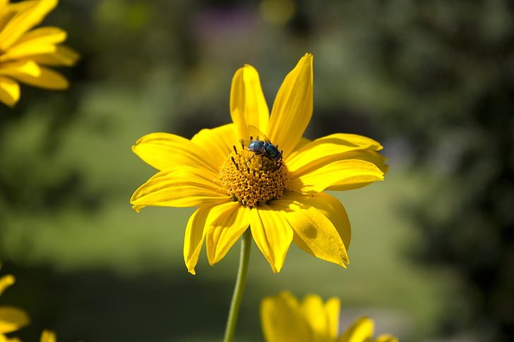 cvijet, letjeti, priroda, kukac, pčela, li ova muha, tratinčica