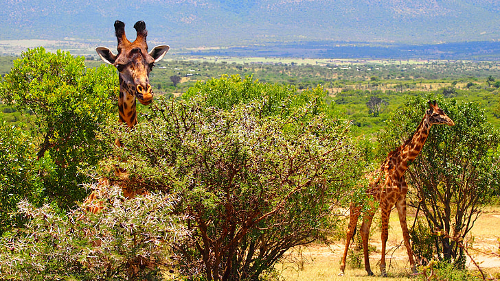 girafe, Kenya, l’Afrique, sauvage, nature, Safari, faune