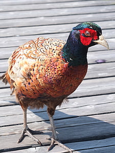 pheasant, bird, plumage, colorful, animal, males, hahn