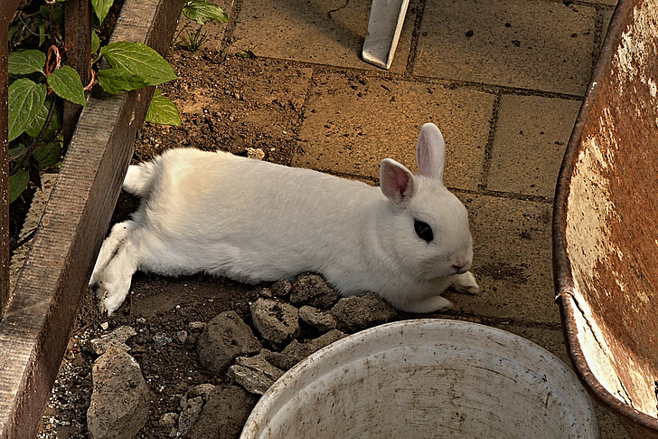 rabbit, stunted, white, lying, pet, lawn, bucket