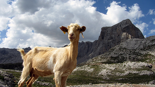 goat, mountain, animal, ibex, nature, asturias, mount