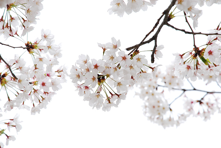 čerešňové kvety, Kvetinové roh, pripevniť, strom, Príroda, pobočka, jar
