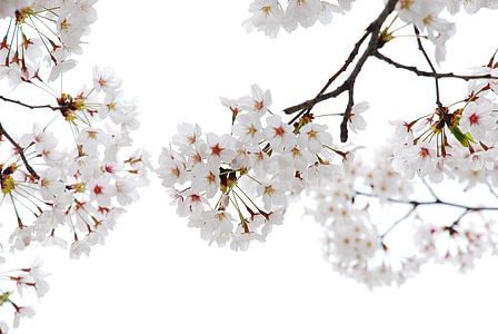 cherry flowers, flower horn, affix, tree, nature, branch, springtime