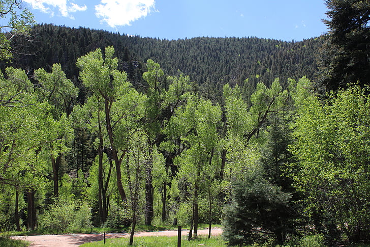 Verão, verde, natureza, cênica, árvores de Álamo, Colorado