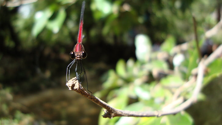 Dragonfly, Anisoptera, epiprocta, Luonto, puu, ulkona, haara