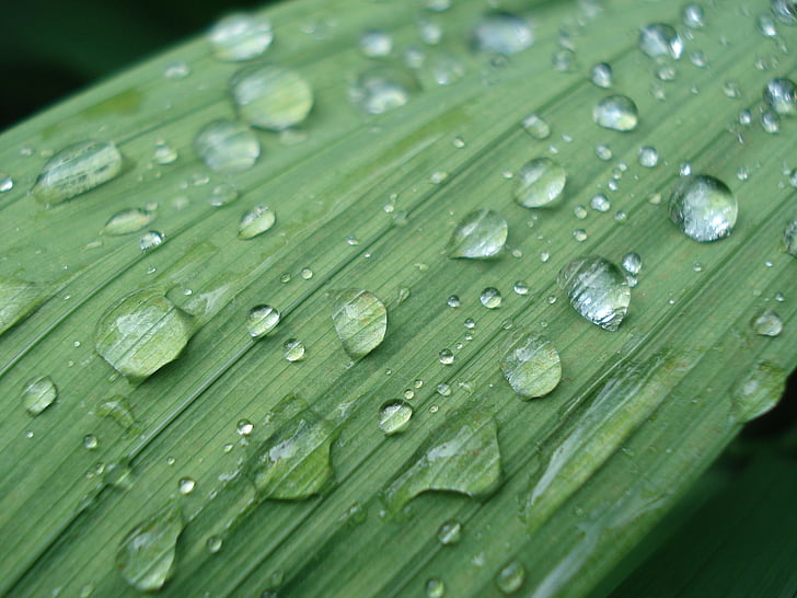 giọt nước mưa, lá, Thiên nhiên, Hoa