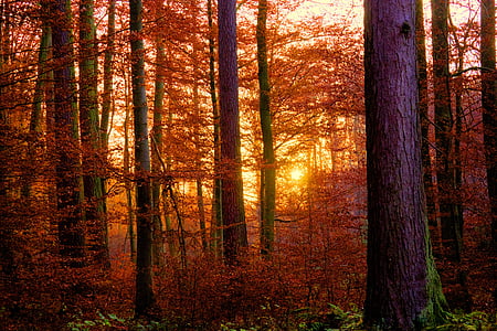 Forest, západ slnka, reflexie, Twilight, Back light, Príroda, strom