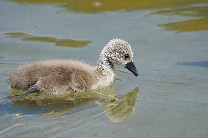 mute swan, chicks, swan, young animal, vogelartig, magpie, cute