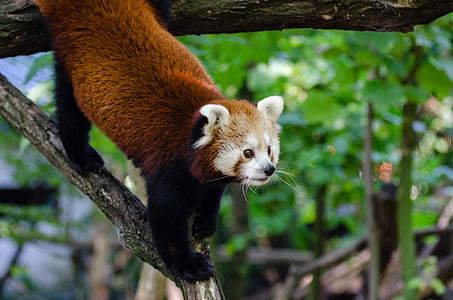 animal, valent, macro, panda vermell, vida silvestre