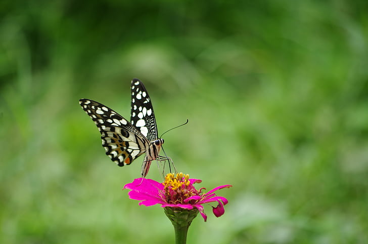 butterfly, flowers, nature, flower, insect, animals in the wild, butterfly - insect