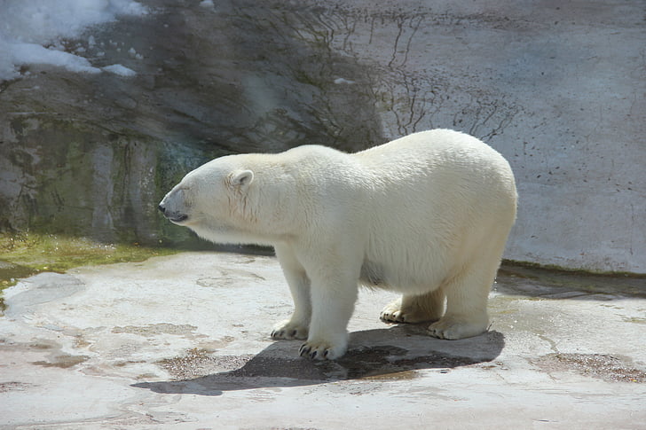 Björn, White bear, Zoo, sommar, djur, djur, isbjörnar