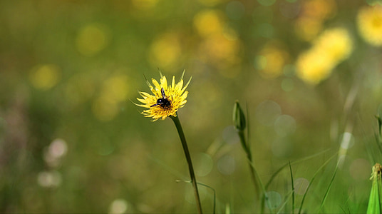 dandelion, bee, yellow, flower, plants, nature, garden