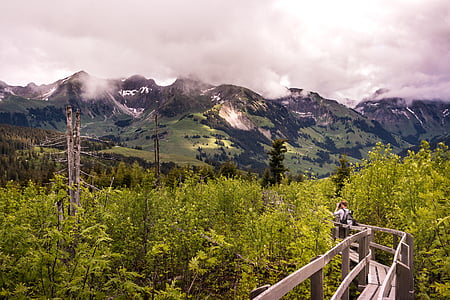 Boardwalk, gäggersteg, Luonto, Lothar, Sveitsi, puut, metsäpalon