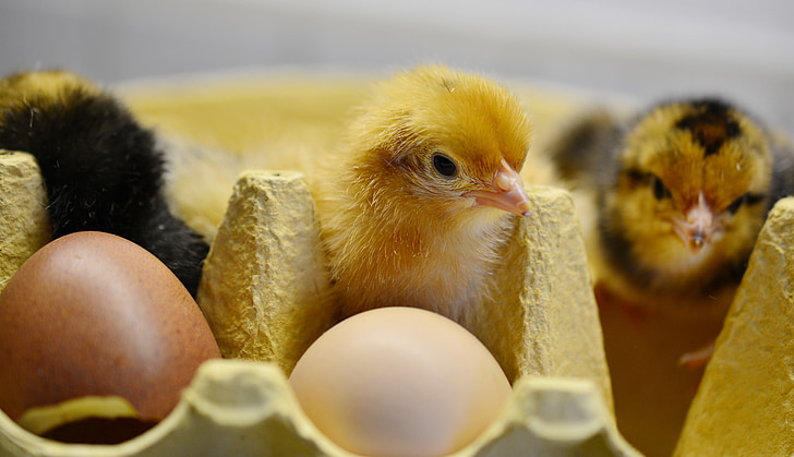 chicks, hatched, young animal, fluff, fluffy, eggshell, poultry