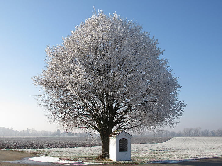 arbre, gel, gelée blanche, soleil du matin, Chapelle, Bavière, paysage