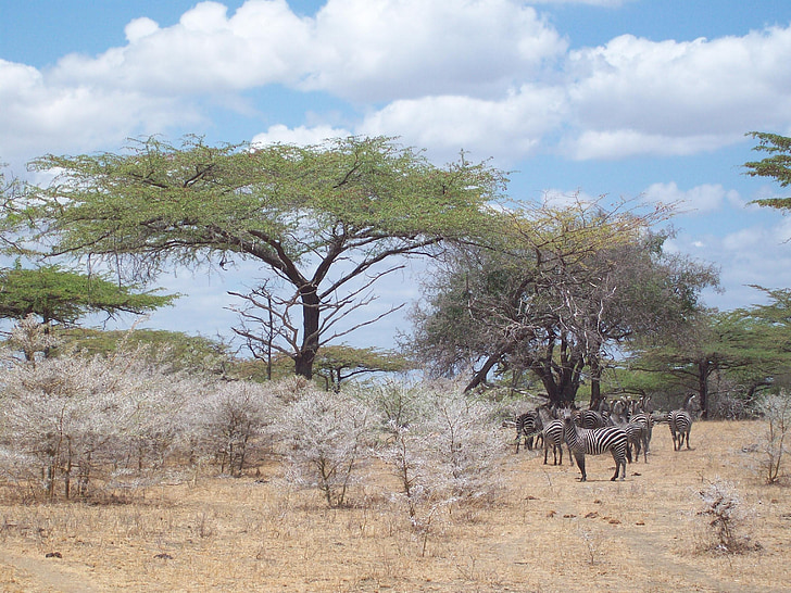 zebres, Àfrica, sabana, vida silvestre, natura, animals de Safari, animals en estat salvatge