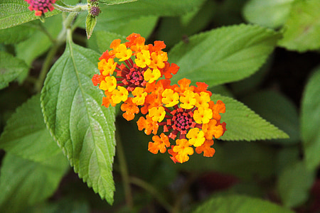 planta, flor, flor, flor, verd, vermell, groc