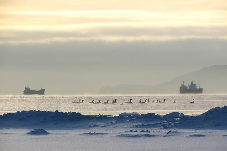 kamchatka, bay, ships, beach, swans, sunrise, sunset
