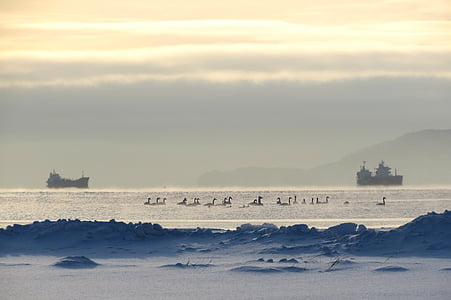Kamchatka, Bahía, las naves, Playa, cisnes, salida del sol, puesta de sol