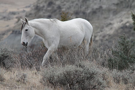 wild horse, mare, medora, north dakota, equine, pferd, gray