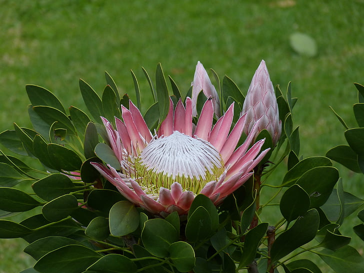 south africa, garden route, protea, king protea, flower, blossom, bloom