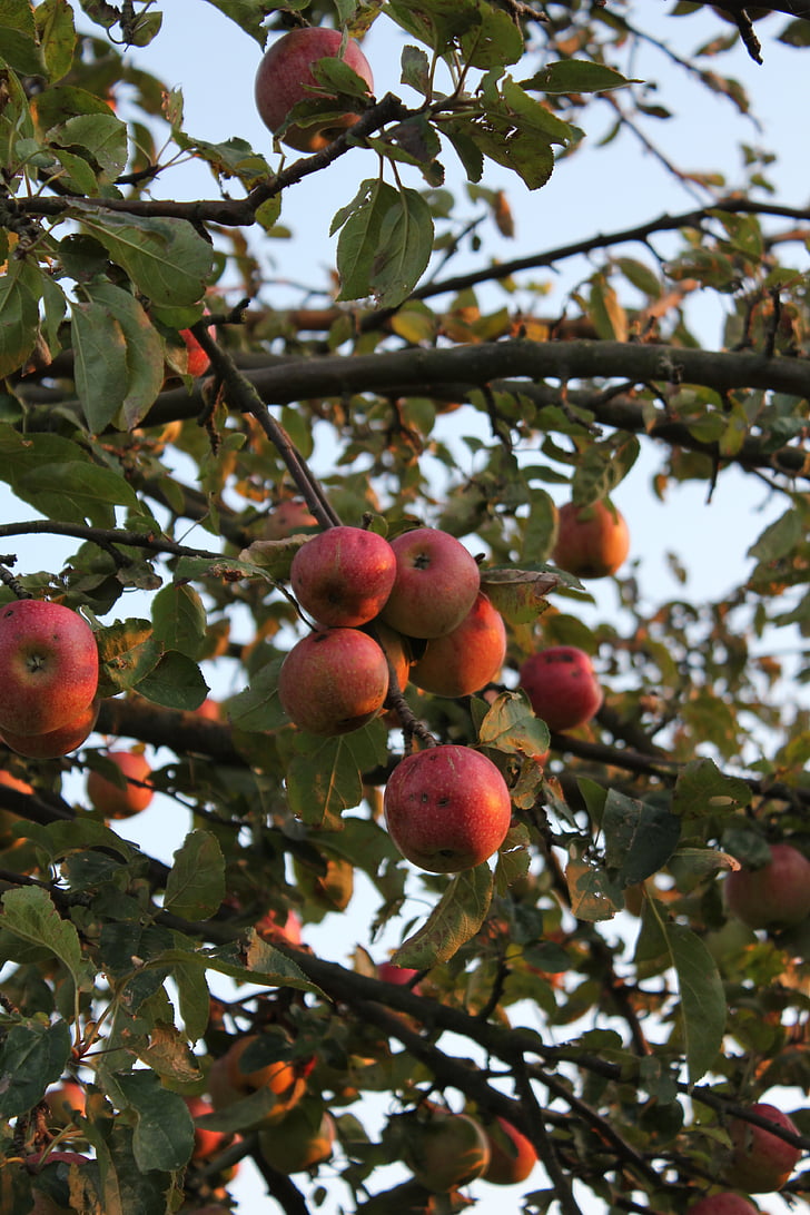 obuolių, obelis, rudenį, medis, lapai