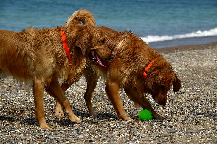 Köpekler, plaj, ıslak, oyun, Yaz, evde beslenen hayvan, köpek