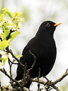 Черный дрозд, птица, Певчая птица, Сад птиц, Природа, животное