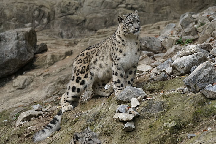 leopardo delle nevi, gatto, animali, fauna selvatica, animale, carnivoro, mammifero