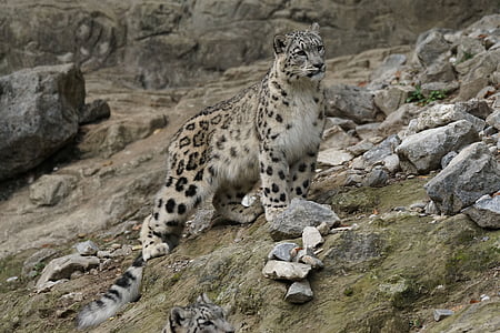 Snow leopard, macska, állatok, vadon élő állatok, állat, húsevő, az emlősök