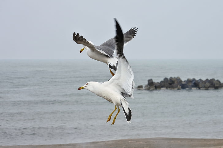 animale, mare, spiaggia, Sea gull, Gabbiano, uccelli marini, animale selvatico
