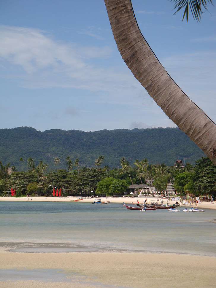 beach, palm, sea, island, thailand, south sea, holiday
