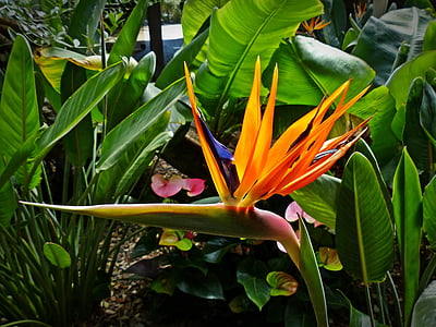 bird of paradise flower, strelitzia orchids, caudata greenhouse, blossom, bloom, flower, queen caudata