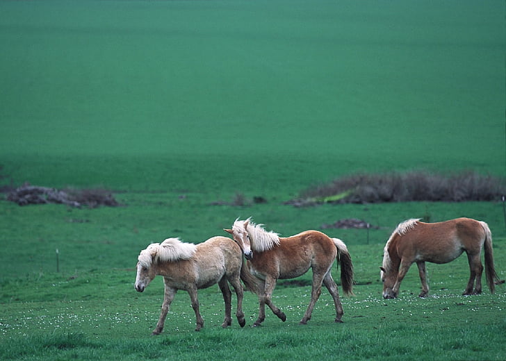 feral horses, wild, walking, panorama, landscape, range, herd