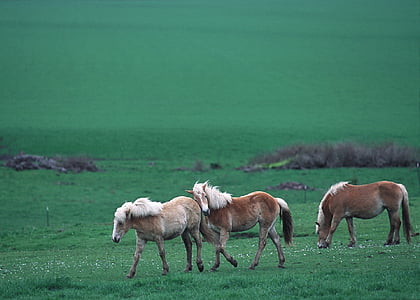 savvaļas zirgi, savvaļā, ejot, Panorama, ainava, diapazons, ganāmpulka