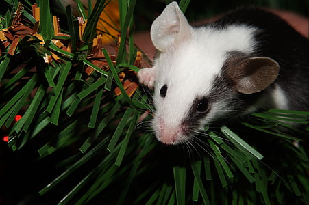 hiir, must ja valge, Värviline, hiire Uszatek bat, Nunnu