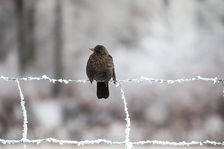 Кос, птица, зимни, Songbird, Фрост, ограда, сняг