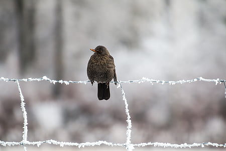 blackbird, bird, winter, songbird, frost, fence, snow