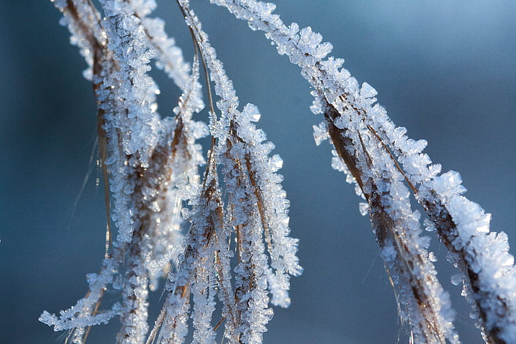 escarcha, Frost, invierno, naturaleza, congelados, época del año, hierba