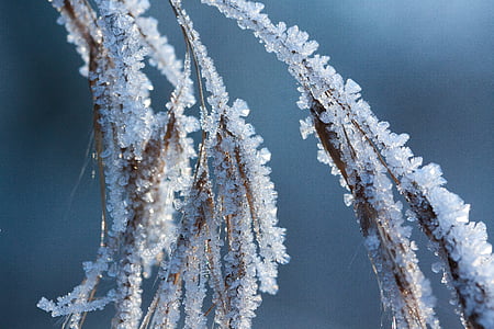 bruma, Frost, iarna, natura, congelate, perioada din an, iarba