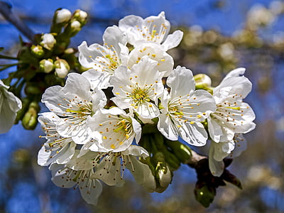Blossom, Bloom, natura, ramoscello di fioritura