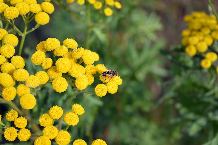 tansy, ดอกไม้, สีเหลือง, ฤดูร้อน, บาน, hoverfly บิน, บิน