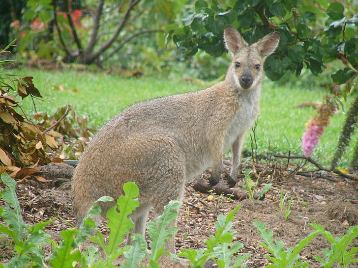kangaroo, kangaroo in garden, wallaby