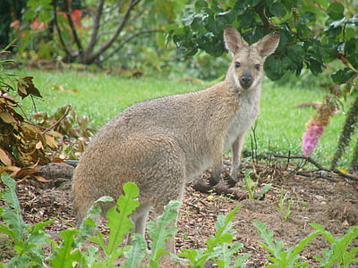 canguru, canguru no jardim, Wallaby