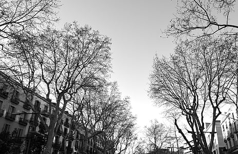 Ramblas, utca, Barcelona, fekete-fehér, ősz, győztes, fák