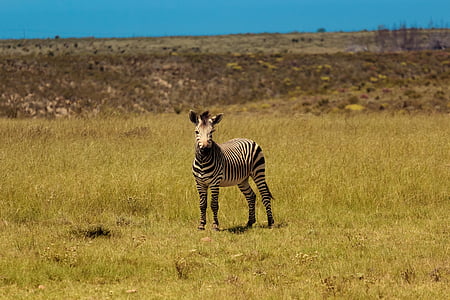 Zebra, Afrika, prosto živeče živali, narave, živali, Južna, Equus